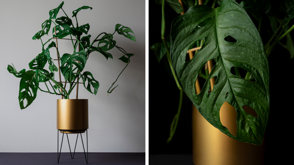 Rośliny doniczkowe są doskonałym dopełnieniem aranżacji